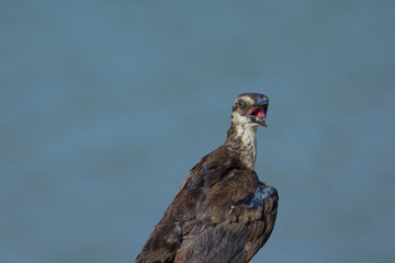 Ugly, molting grackle squaks as it is perched on fence