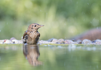 Common Nightingale