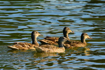 Female Mallard ducks swimming in pond