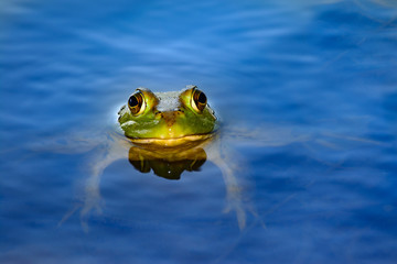 Obraz premium American bullfrog (Lithobates catesbeianus) floating in pond
