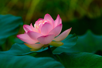 Pink Water Lily or Lotus flower surrounded by lily pads