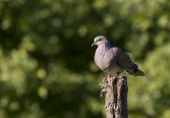 Turtle Dove
