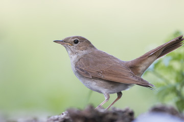Obraz premium Common Nightingale