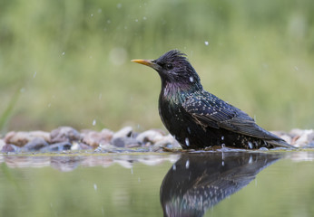 Common Starling