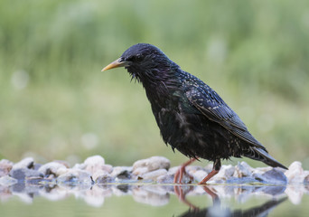 Common Starling