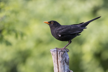 Blackbird