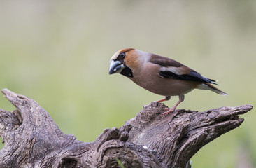 Hawfinch