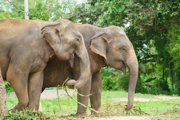 Obraz premium two Thai elephants in zoo eating grass