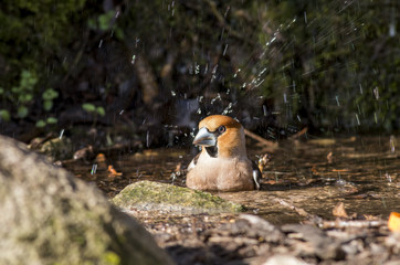 Hawfinch