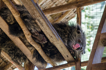 Binturong or Bearcat in wood cage on palawan el nido