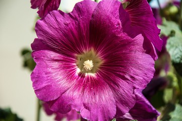 Naklejka premium Malva flower light violet