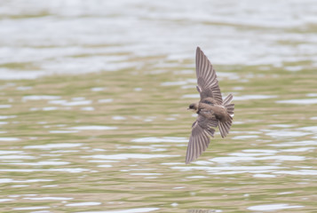Sand Martin