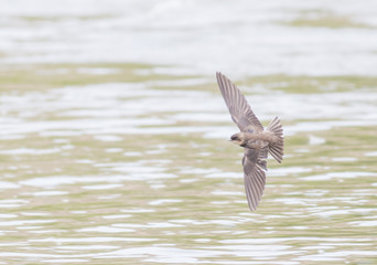 Sand Martin
