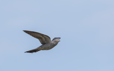 Common Cuckoo