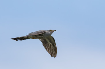 Common Cuckoo