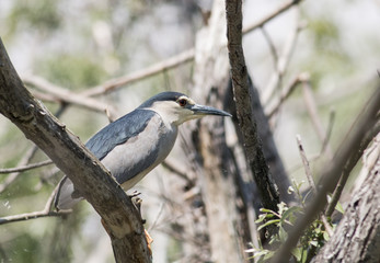 Black-crowned Night Heron