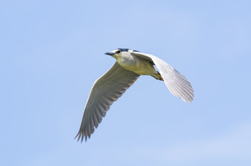 Black-crowned Night Heron