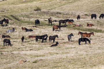 Naklejka na ściany i meble Horses on mountain pasture