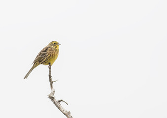 Yellowhammer