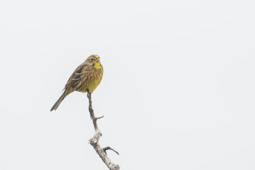 Yellowhammer