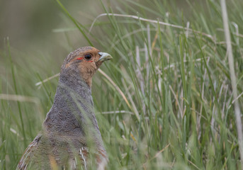 Grey Partridge