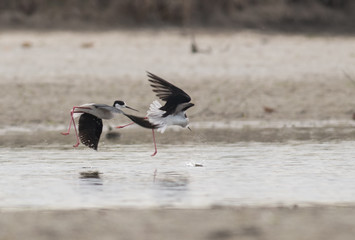 Black-winged Stilt