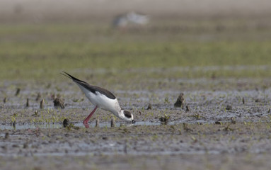 Black-winged Stilt