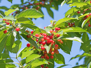 Prunus avium, Wildkirschen, Vogelkirschen © M. Schuppich