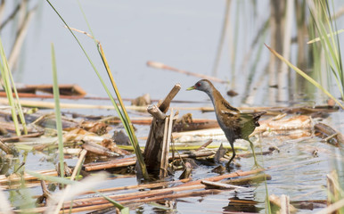 Little Crake