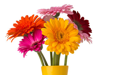 Gerbera.