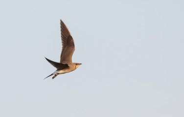Collared Pratincole