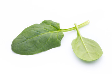 Spinach on the isolated white.