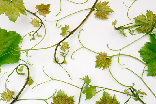 pattern of young vine