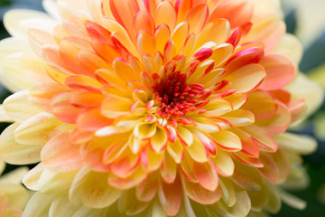 Obraz premium Dahlia flowers close up for yellow background.