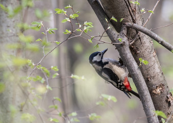 Great Spotted Woodpecker