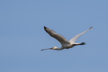 Eurasian Spoonbill