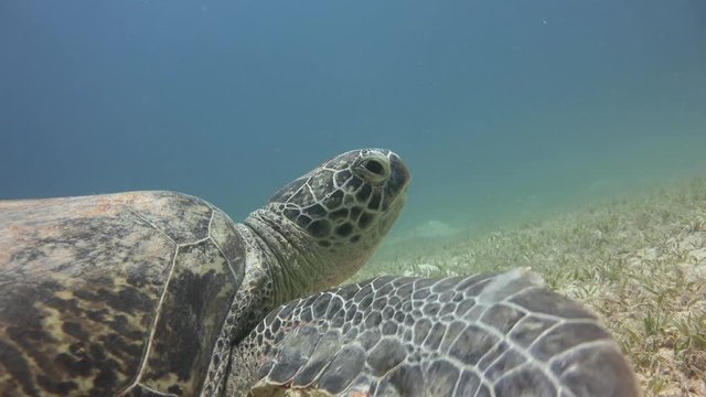 Увлекательные погружения с пасущимися на дне крупными зелеными черепахами. Дайвинг в Красном море близ Египта.