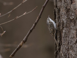 Eurasian Treecreeper