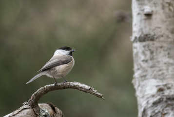 Marsh Tit 