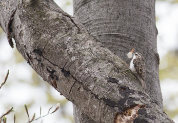 Eurasian Treecreeper