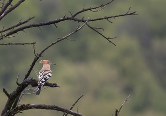 Hoopoe