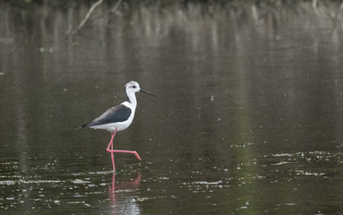 Black-winged Stilt