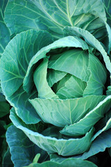 Obraz premium Big cabbage in the garden, Green cabbage texture, Fresh cabbage,