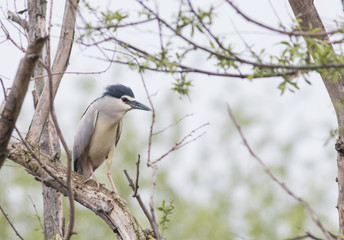 Black-crowned Night Heron