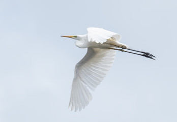 Great White Egret