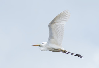 Fototapeta na wymiar Great White Egret