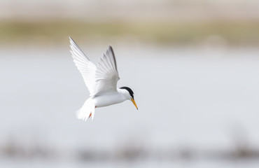 Little Tern
