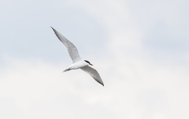 Common Gull-billed Tern
