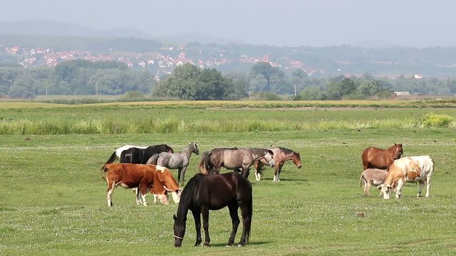 cows and horses on pasture