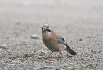 Jay 